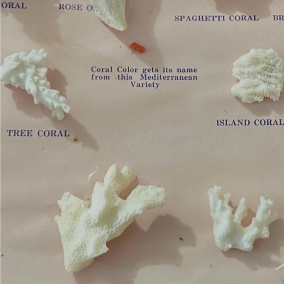 1969’s -Assorted Coral Collection Display - Picture 3 of 5